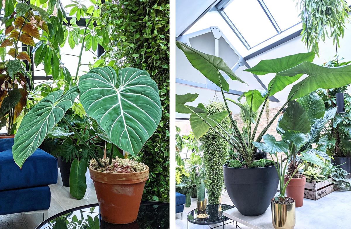 (Left) Philodendron gloriosum; (Right) Alocasia zebrina. (Courtesy of <a href="https://www.instagram.com/notanotherjungle/">Tony Le-Britton</a>)