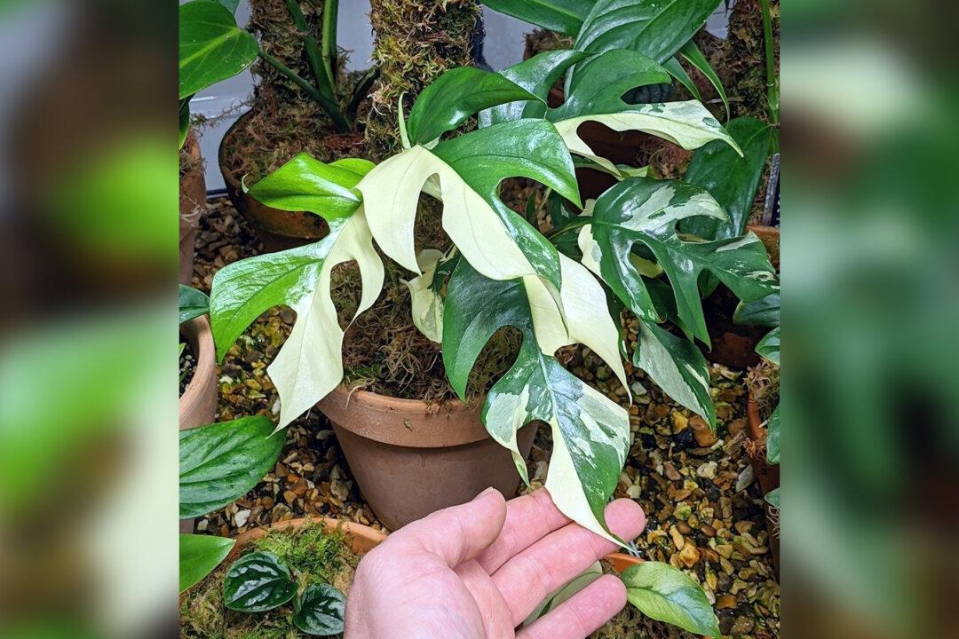 UK Man Cultivates Ultra-Rare Houseplant Collection, Including One Worth 12,000 Pounds per Leaf