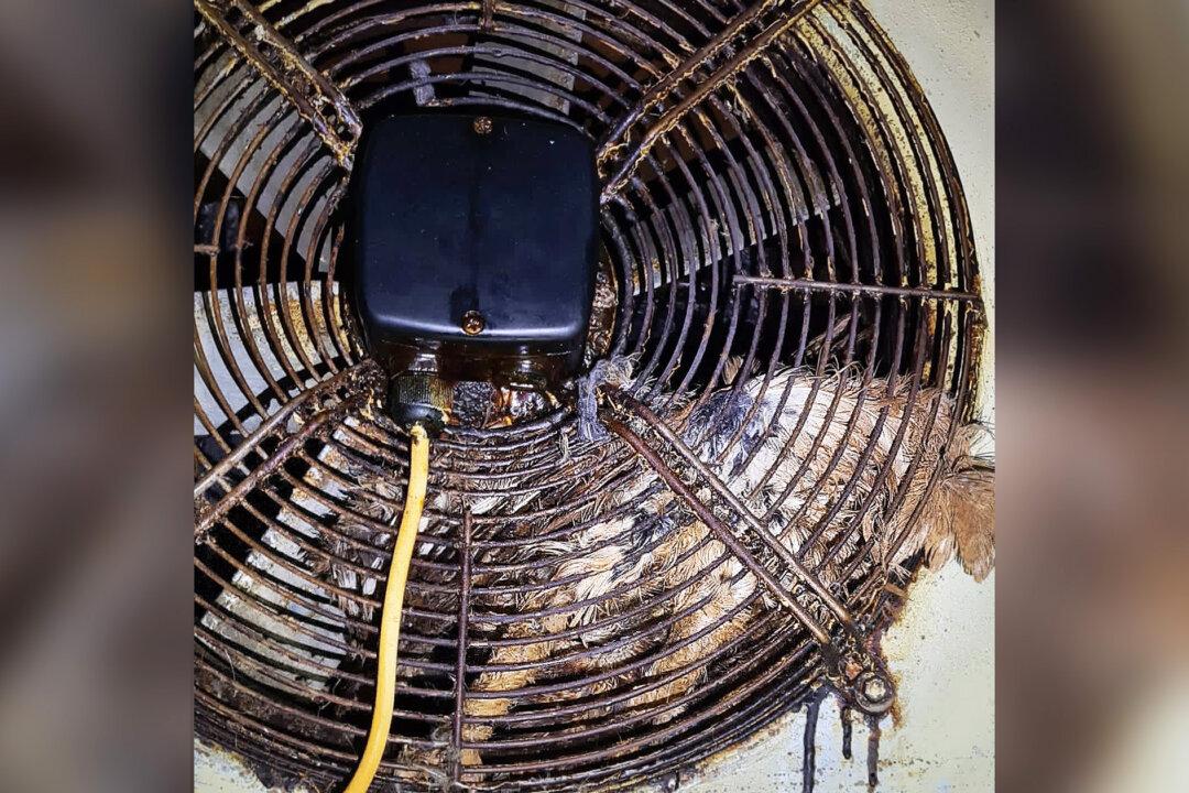 Owl Gets Trapped in Hotel Kitchen Fan for 2 Days, Until Rescuers Save and Degrease Her