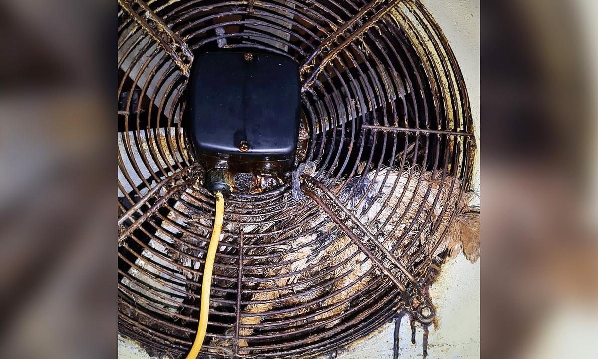 Owl Gets Trapped in Hotel Kitchen Fan for 2 Days, Until Rescuers Save and Degrease Her