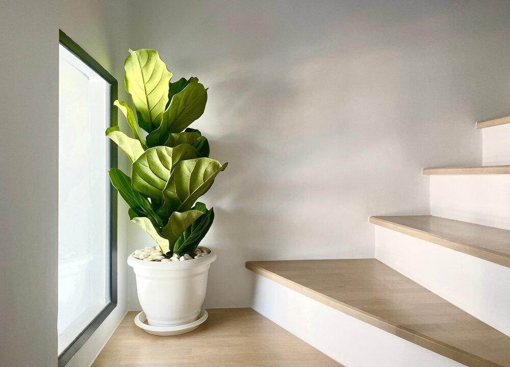 How to Care for Fiddle Leaf Figs