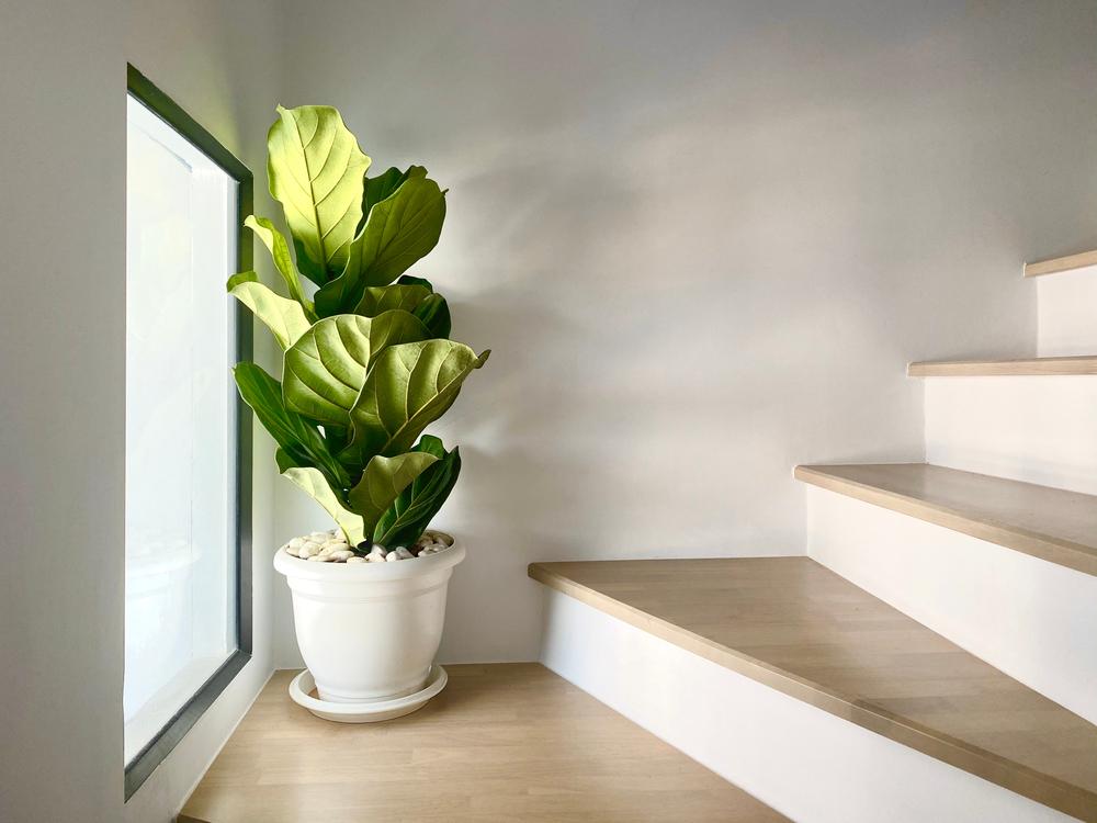How to Care for Fiddle Leaf Figs