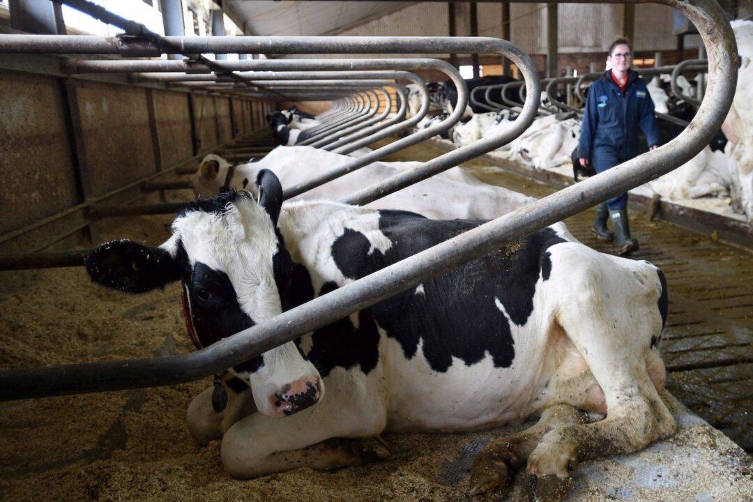 Amid Rising Food Costs, Tory Leadership Candidate Says He Would End Supply Management