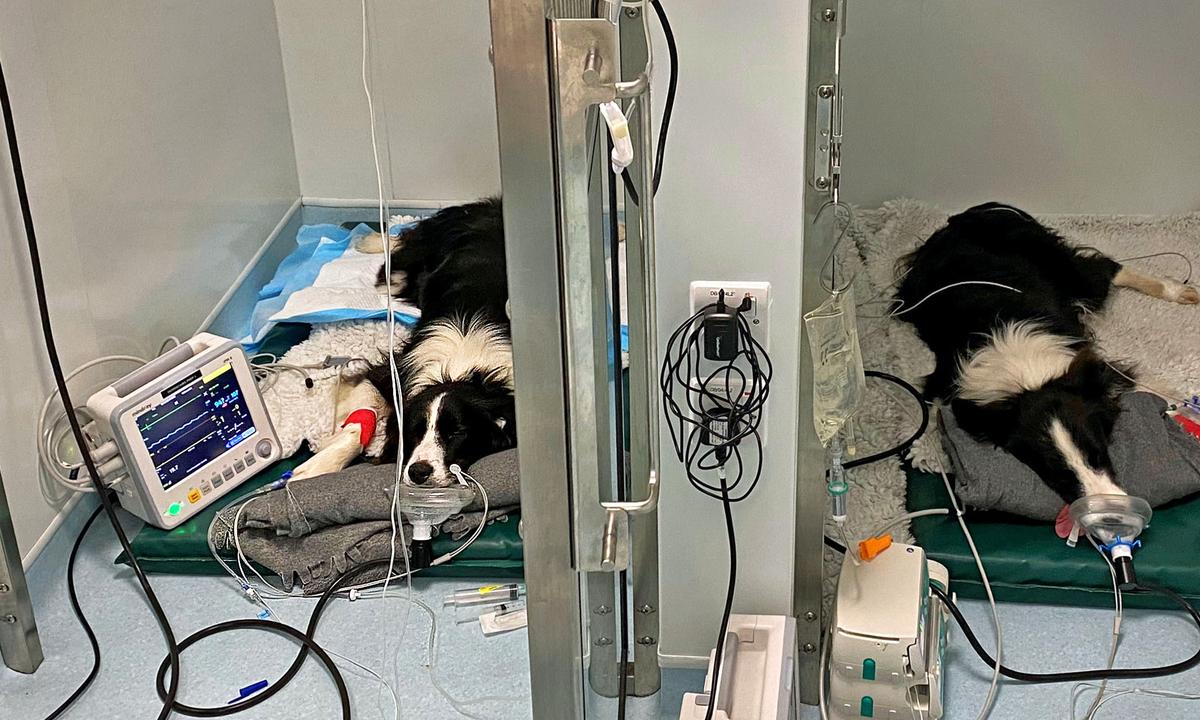 2 Border Collies Sent to ICU After Eating Moldy Waste Left on the Ground, Saved by Vets