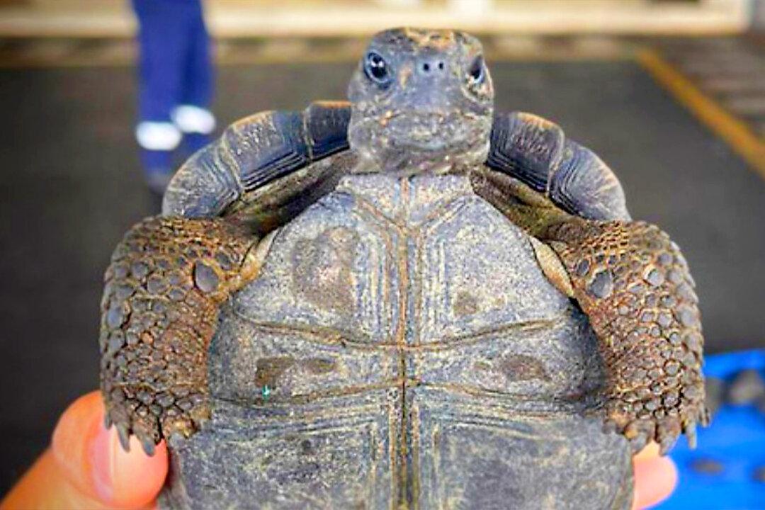 Airport Workers Seize 185 Baby Galápagos Tortoises Wrapped in Plastic, Packed in Suitcase