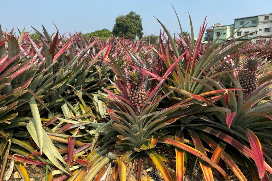 US, Canada Hail Taiwan’s ‘Freedom Pineapples’ After Chinese Ban