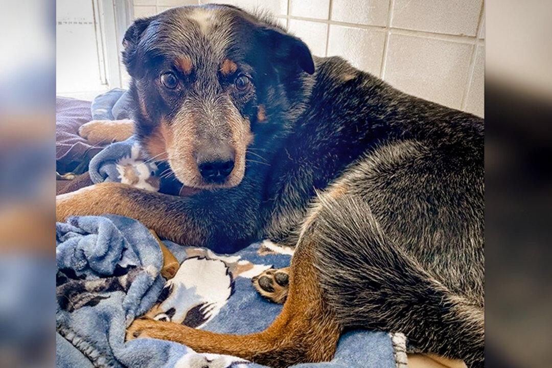 Loyal Dog Found Guarding Owner’s Body After He Died in the Snow, Gets Adopted by Neighbor’s Mom