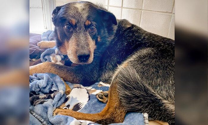 Loyal Dog Found Guarding Owner’s Body After He Died in the Snow, Gets Adopted by Neighbor’s Mom
