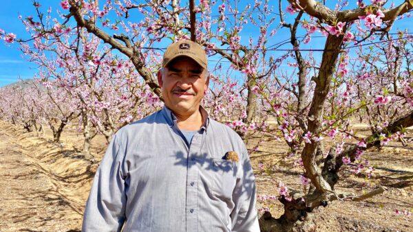 Efrain Hernandez stands next to his peach trees in Fresno, Calif., on Feb. 27, 2021. (Ilene Eng/The Epoch Times)