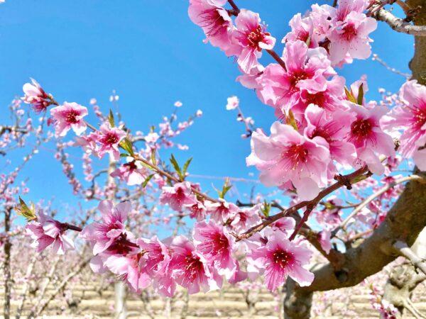 Branches of pink blossoms at the Fresno County Blossom Trail in Fresno, Calif., on Feb. 27, 2021. (Ilene Eng/The Epoch Times)
