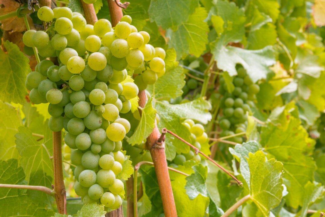 The Sauv Blanc Myth