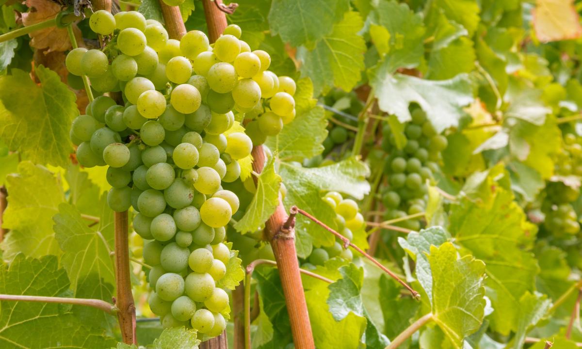 The Sauv Blanc Myth