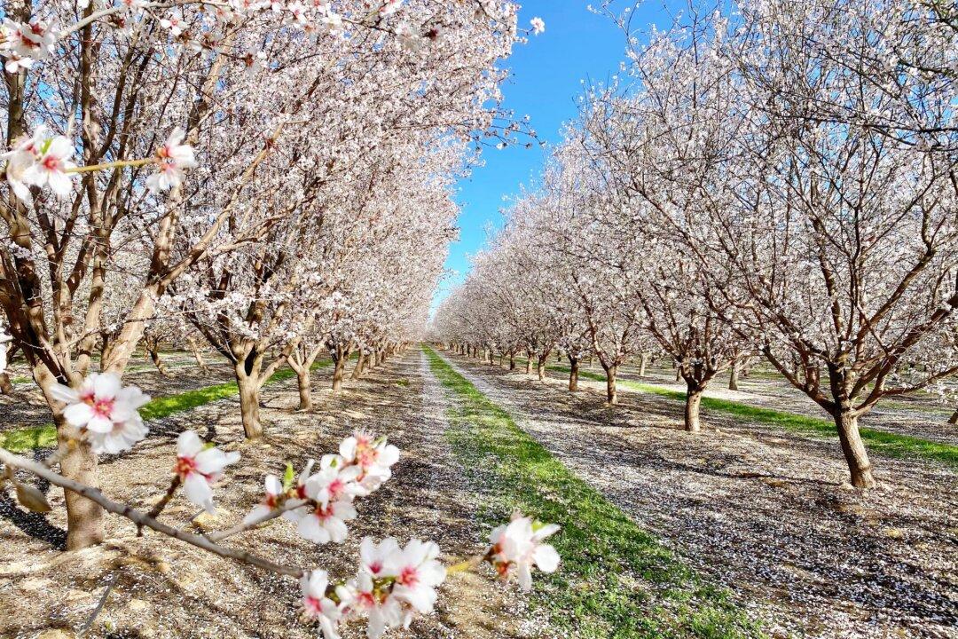 Agricultural Burning Now Banned in California 20 Years After Phase-Out Law Signed