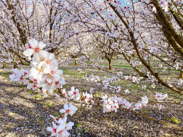 Blossoms at the Fresno County Blossom Trail in Fresno, Calif., on Feb. 27, 2021. (Ilene Eng/The Epoch Times)