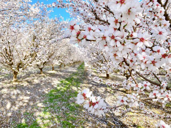 Blossoms at the Fresno County Blossom Trail in Fresno, Calif., on Feb. 27, 2021. (Ilene Eng/The Epoch Times)