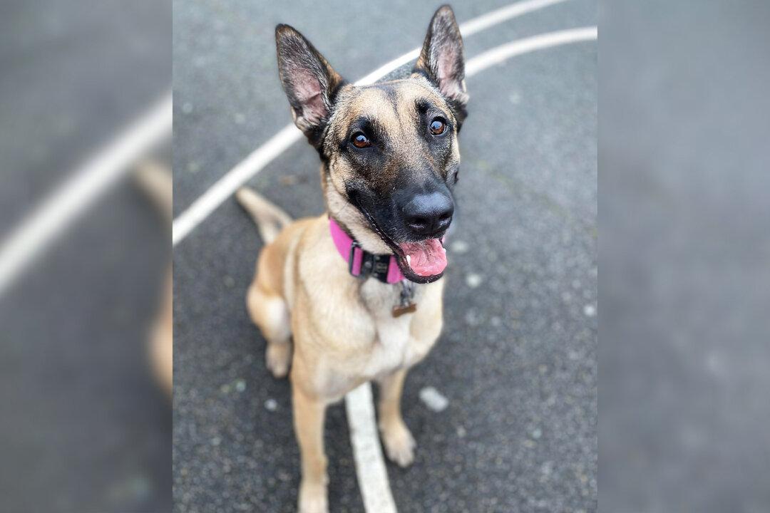 ‘Pretty Dim’ Dognappers Try to Steal Highly-Trained Belgian Malinois, and Get Taught a Lesson