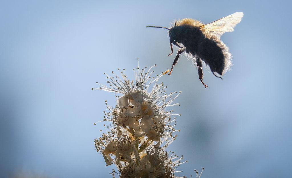 Researcher Rediscovers Rare Australian Bee That Science Thought Was Extinct