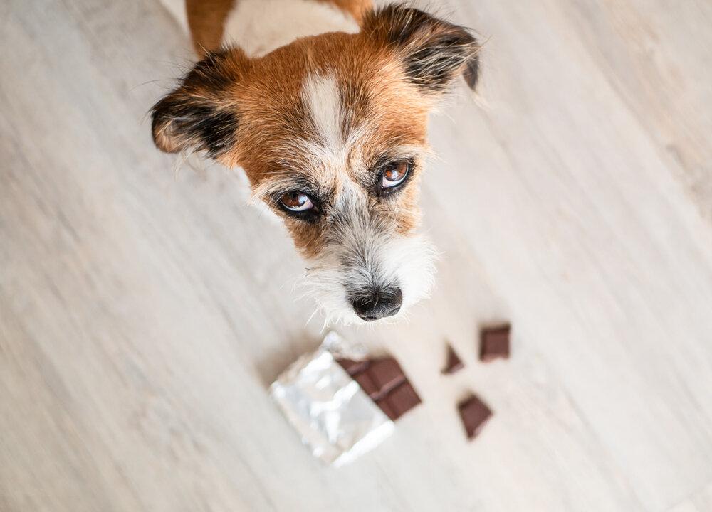 Ask the Vet: What to Do If Your Dog Eats Chocolate