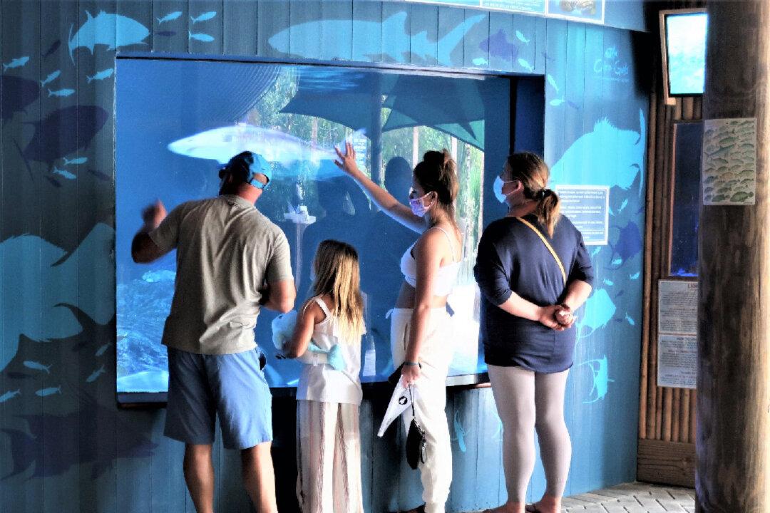 Aquarium Encounters Offers Play With Sea Creatures