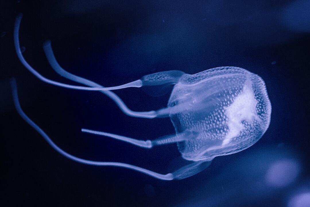 Aussie Teen Dies From Box Jellyfish Sting Off Coast of Queensland, Prompts Public Warning