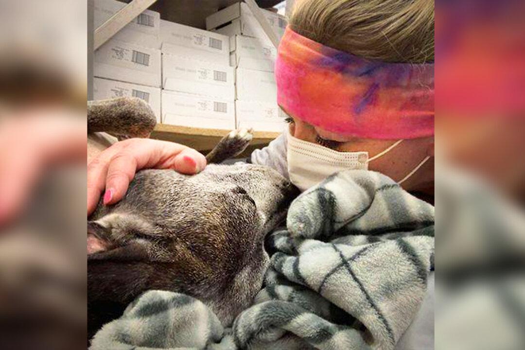 Beaten, Abandoned Pit Bull Spends 10 Years in a Shelter, Until Loving Staff Member Adopts Her