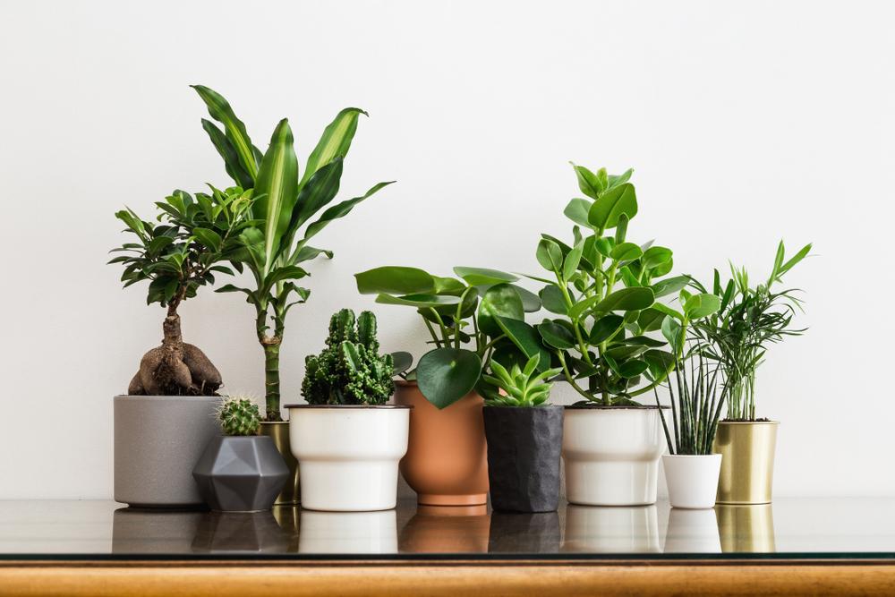 The Best Lighting for Houseplants