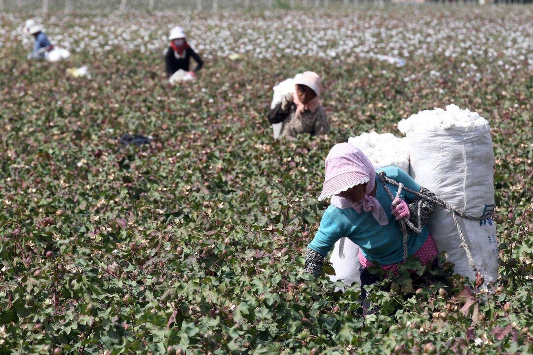 US Firms Are Profiting From Uyghur Forced Labor: Expert