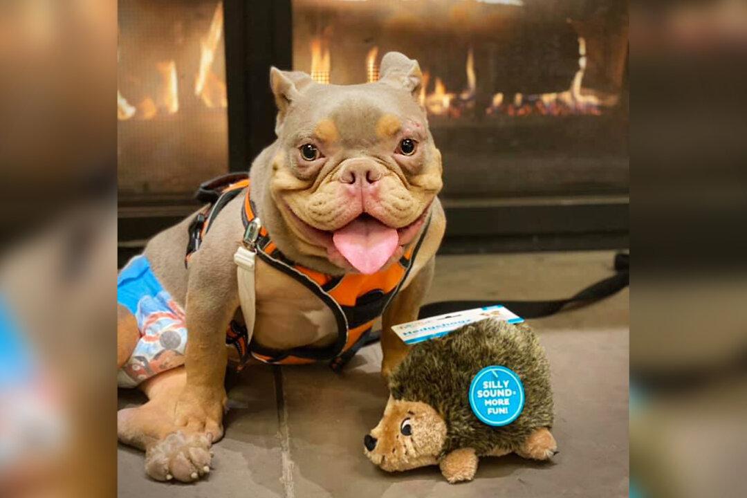 Incontinent Puppy With Spina Bifida, Stood Up by Potential Adopters, Finds Perfect Fur-Ever Family