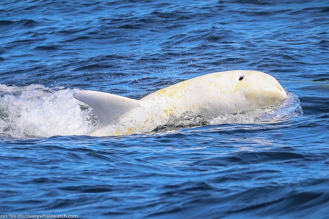 Photographer Captures Stunning Images of Rare White Dolphin ‘Casper’ in Monterey Bay