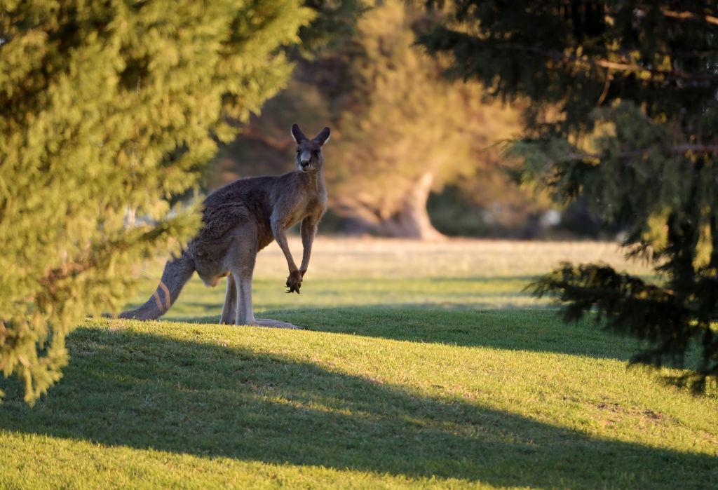 Australian Man Killed by Pet Kangaroo