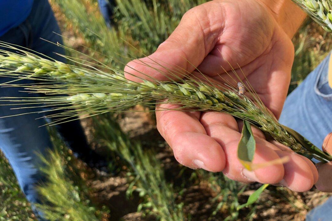 US White Wheat Growers Cash In as China Snaps Up Supplies