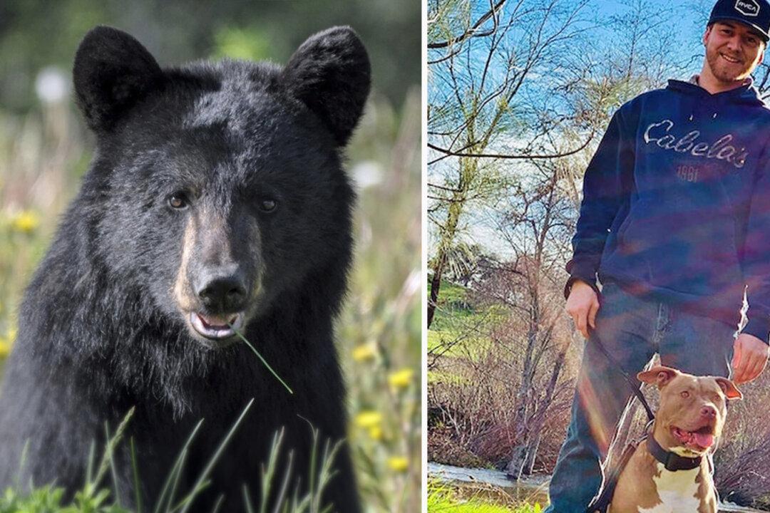 ‘I Would Die for My Dog’: Man Fights Off 350-Pound Bear Empty-Handed to Save His Best Friend
