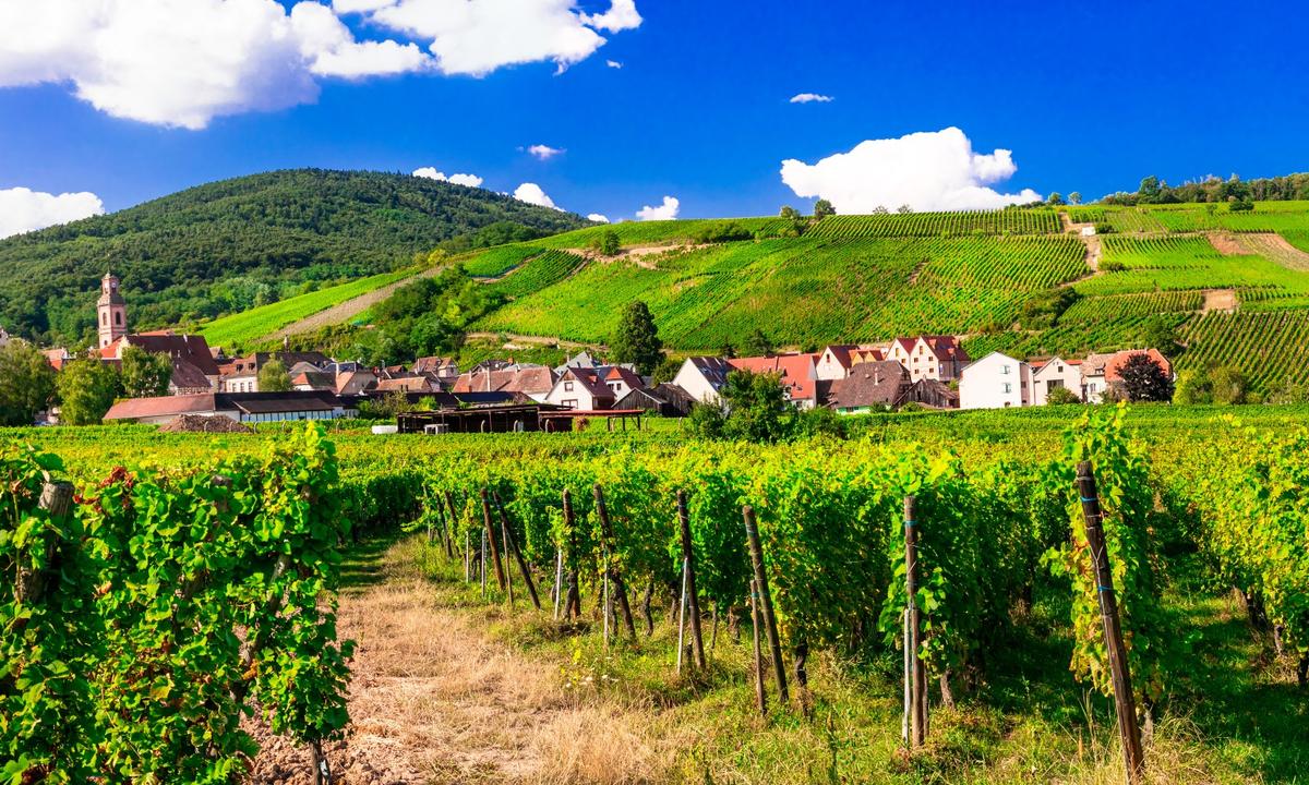 The Gorgeous Wines of Alsace