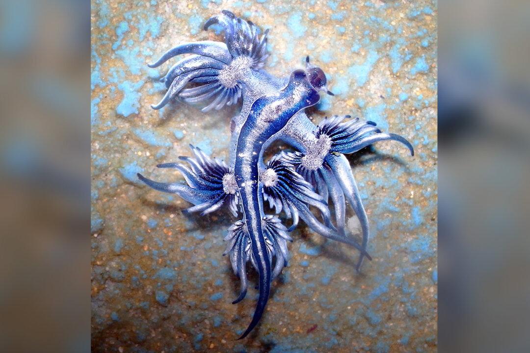 ‘Blue Dragon’ Sea Slugs May Look Pretty but Deliver Potent Sting Because of What They Eat