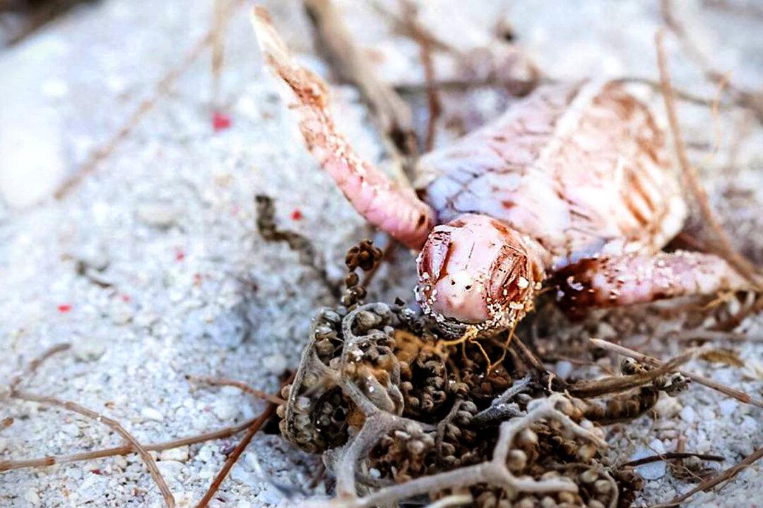 Rare Albino Baby Turtle Spotted on Great Barrier Reef Island Resort for First Time Since 2016