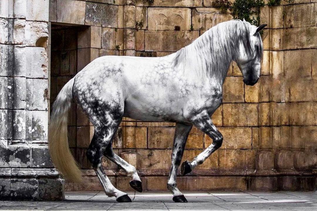 Swedish Photographer Shares Stunning Photos Capturing Regal Beauty of the Lusitano Horse