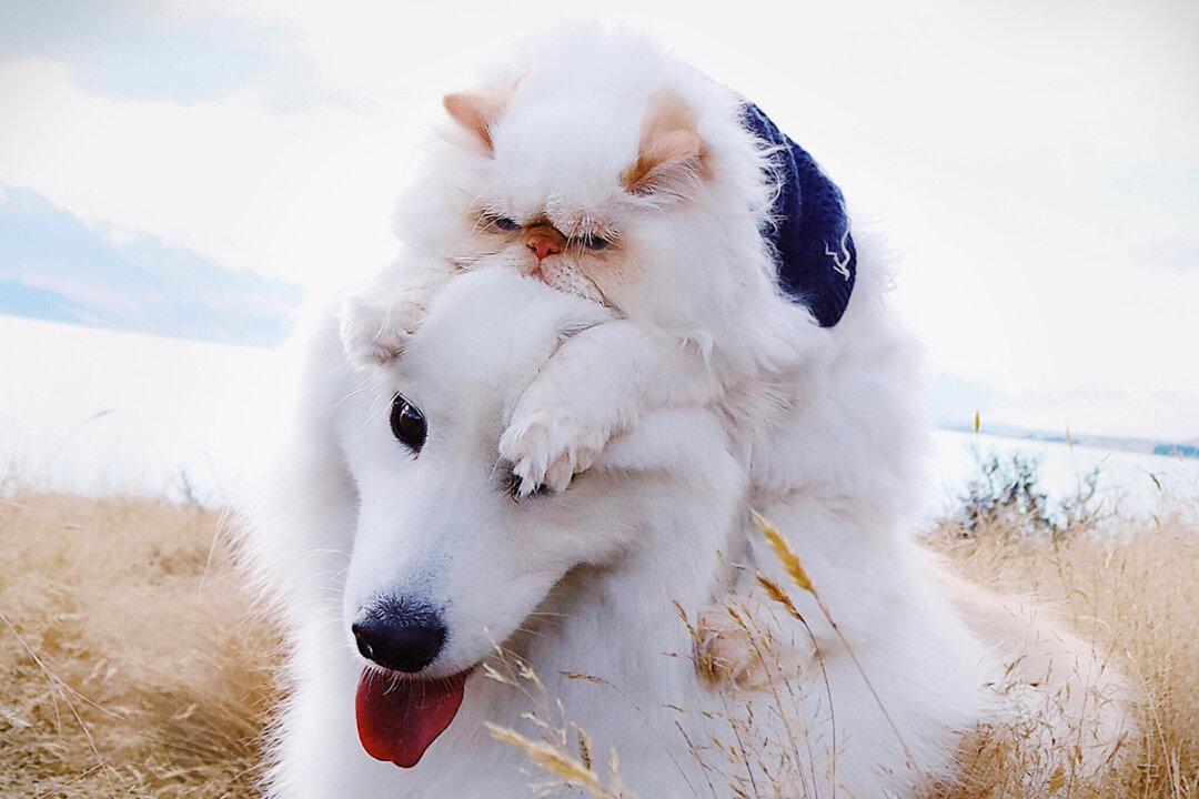 Hilarious Photos Show the Unlikely Friendship Between a ‘Grumpy’ Kitten and a Fluffy Dog