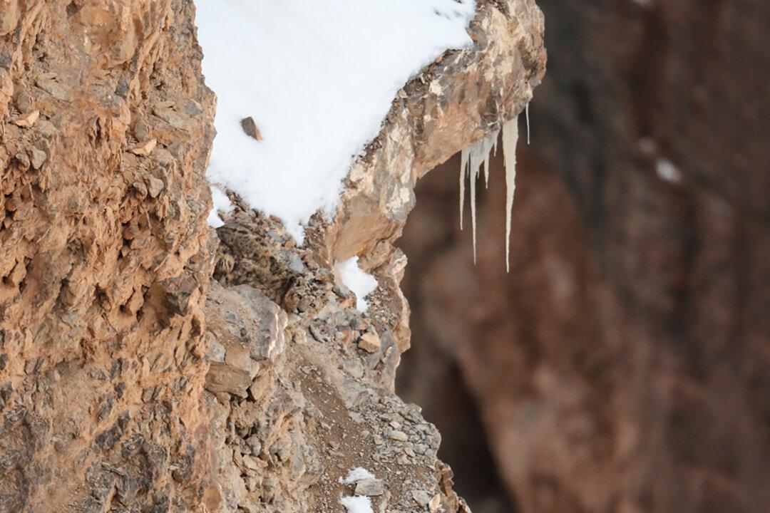 Can You Spot the Expertly-Camouflaged Snow Leopard in This Photo of a ‘Barren’ Cliff Face?