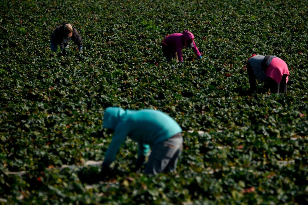 Illegal Farmworkers Would Get Path to California Residency Under New Proposal