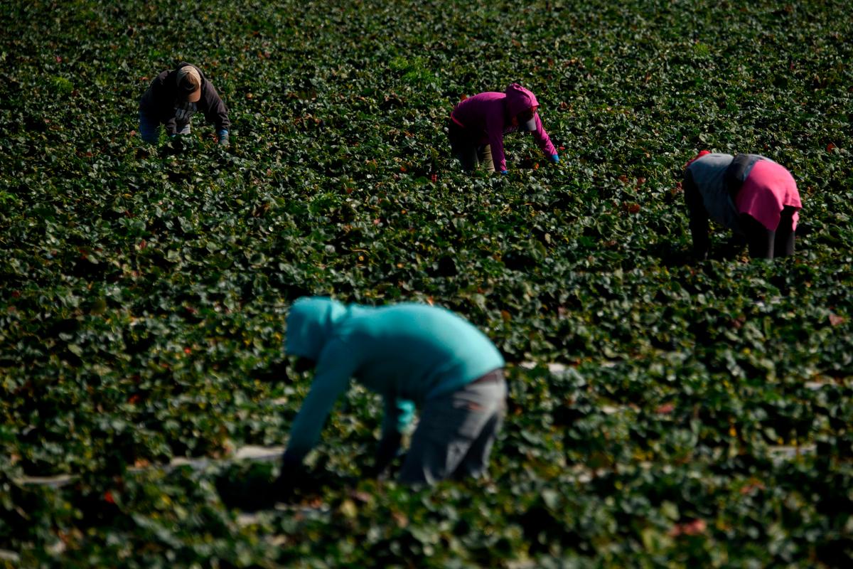 Illegal Farmworkers Would Get Path to California Residency Under New Proposal