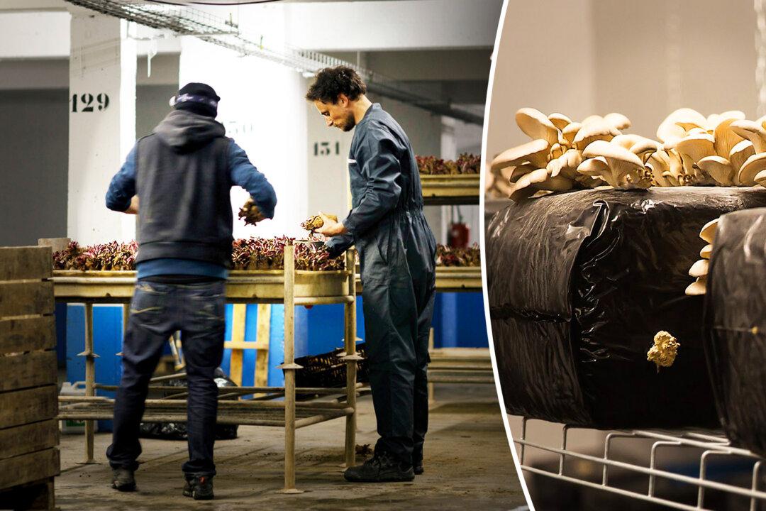 Disused Underground Parking Lot Repurposed as Organic Mushroom Farm Under Streets of Paris