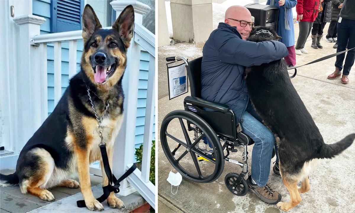 Heroic Rescue Dog Saves New Owner’s Life by Dragging Him After He Suffered a Stroke