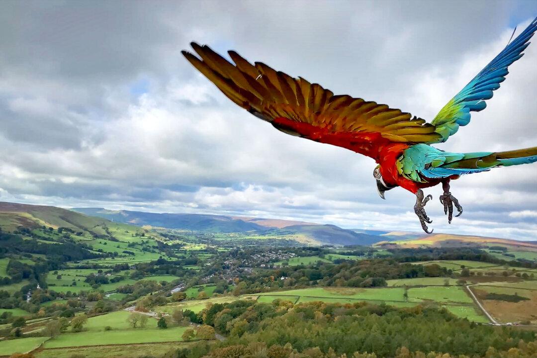 Parrot Trained to Free-Fly Soars Above Spectacular English Landscape, and the Photos Are Incredible