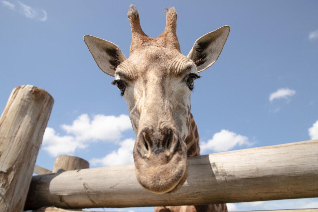 Australian Zoo Offers Free Trips to 70,000 School Kids