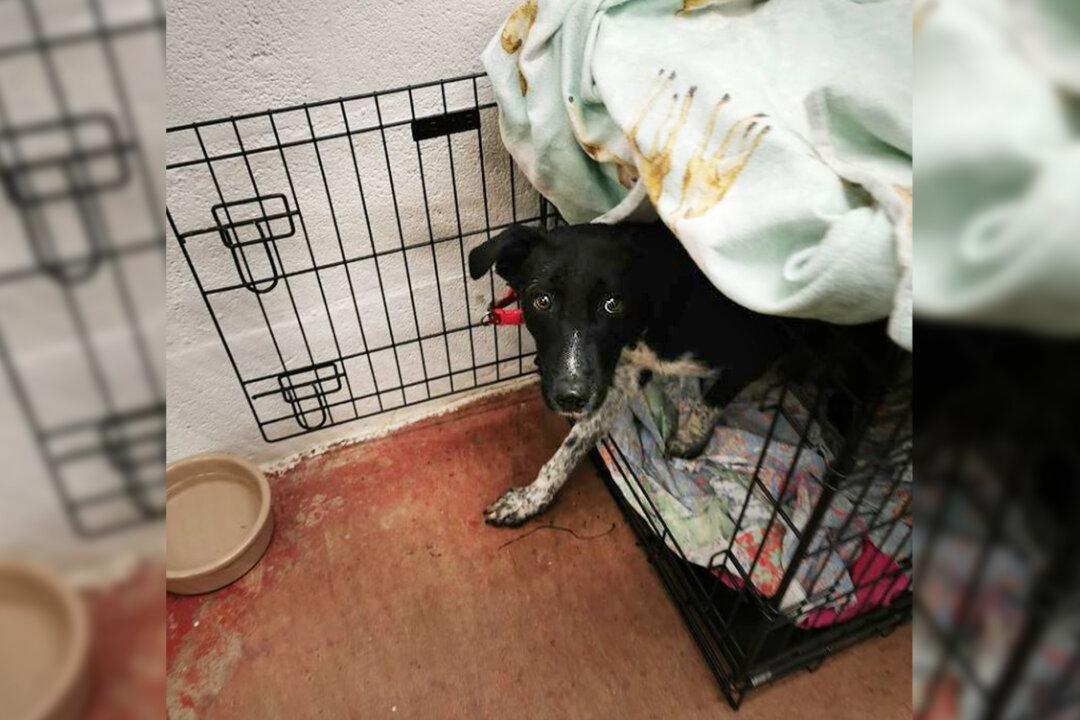 Traumatized Dog Nobody Wanted Finally Finds Perfect Forever Home With New Best Friend