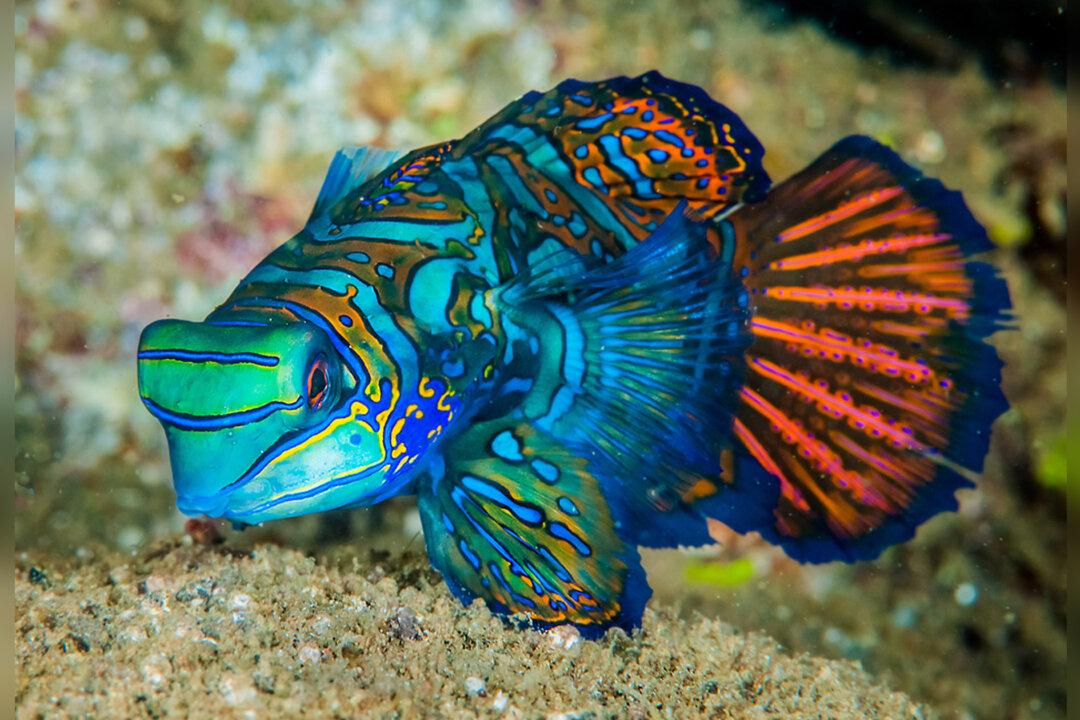The Colorful ‘Mandarinfish’ May Be Beautiful, but Here’s Why You Should Never Touch It