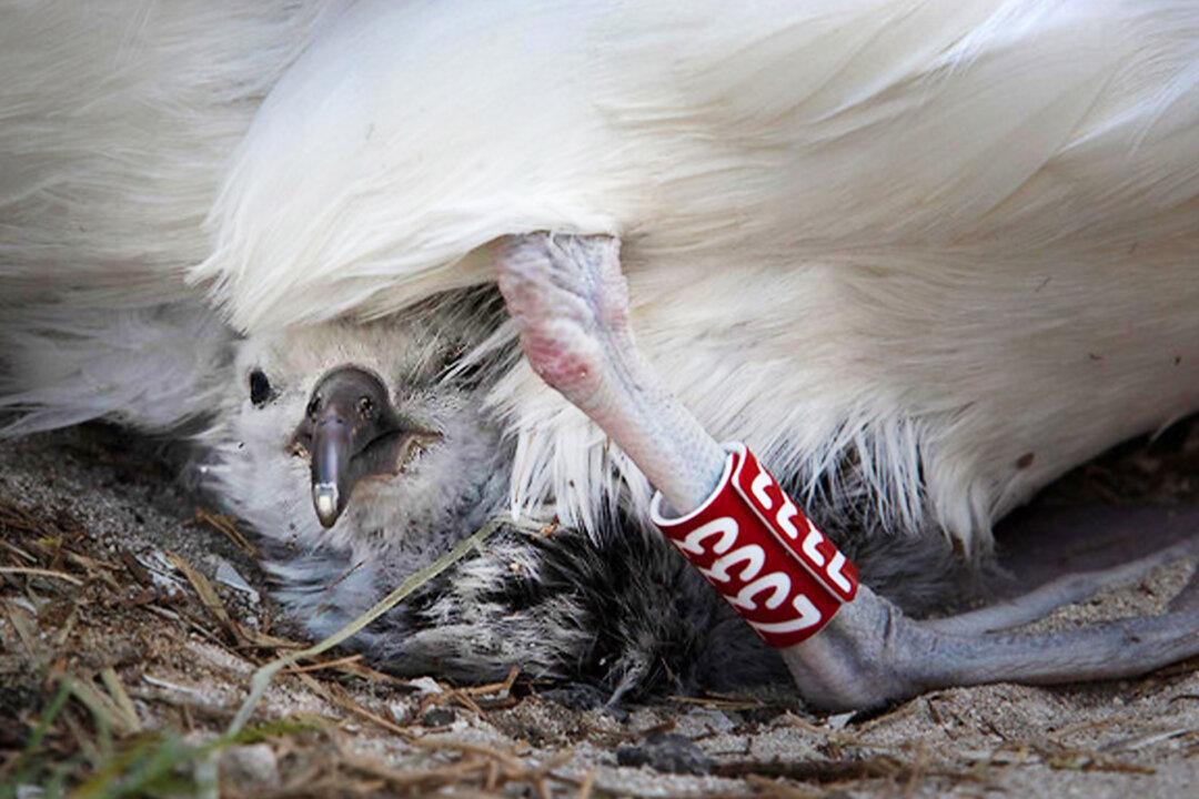 World’s Oldest Known Wild Albatross ‘Wisdom’ Hatches Healthy Chick at Age 70
