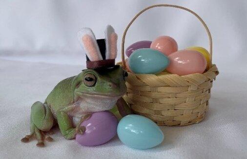 Huntington Beach Dog Loses Job to Frog in Florida