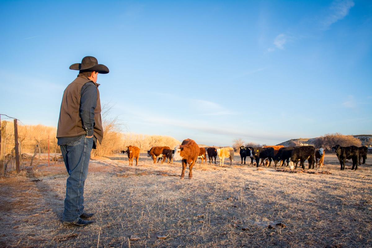 The the Arizona Grass Raised Beef Company cattle are born and raised in the Arizona sunshine and are herded by cowboys on horseback. (Jennifer Schneider)