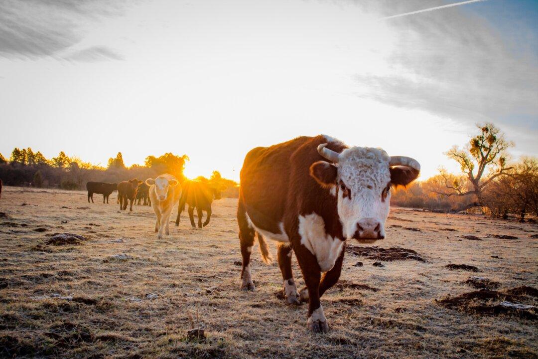 Praise the Graze: Where Angus Cattle Roam Free